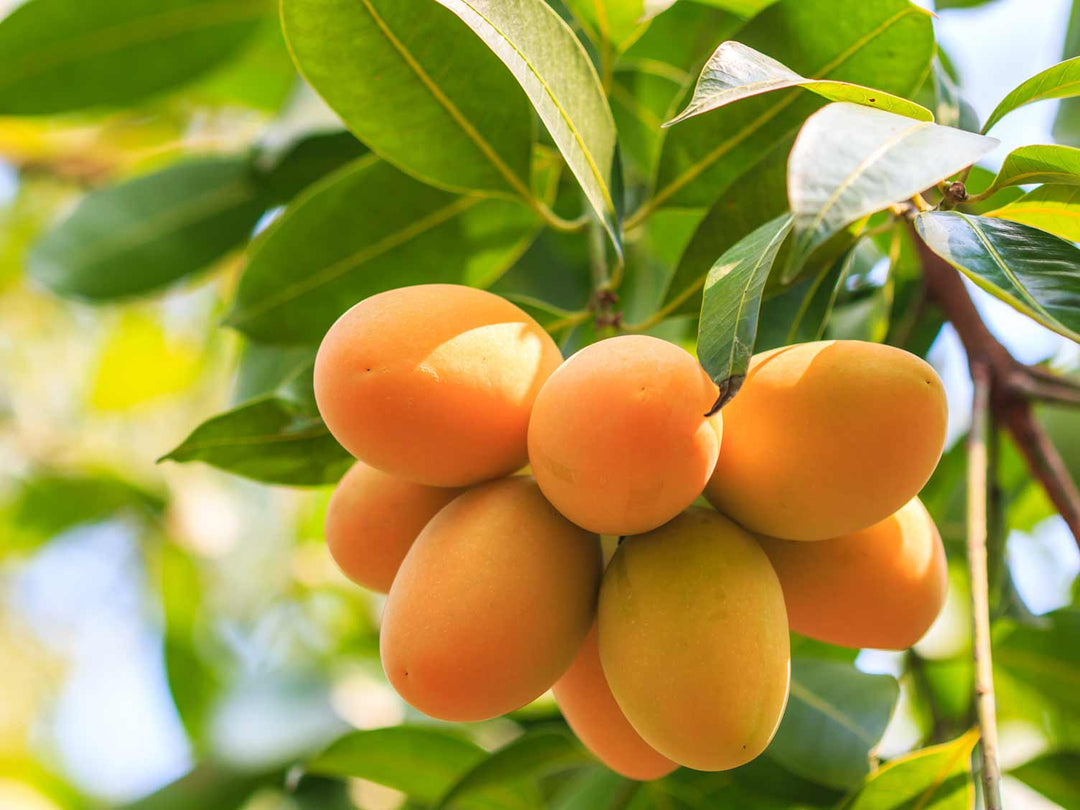 Mango Wood Tree